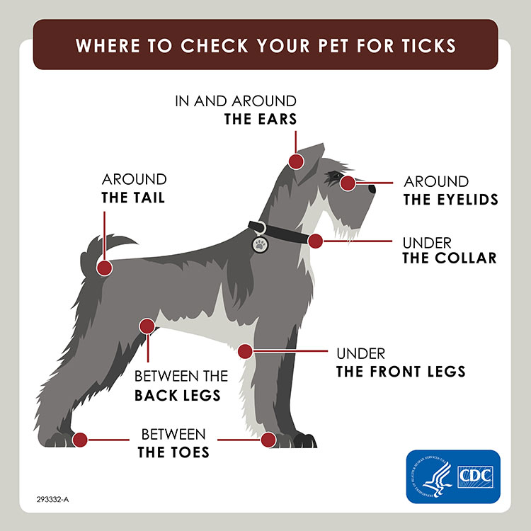 Picture of dog showing where to check for ticks: ears, tail, eyelids, collar, under legs, between toes